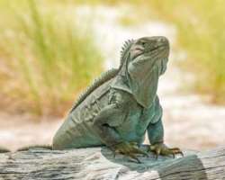 There are various endemic species of plants, insects, snakes, and lizards including marine organisms and seabirds due to biodiversity.